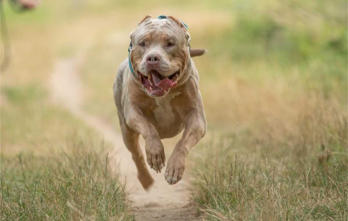 American Bully XL