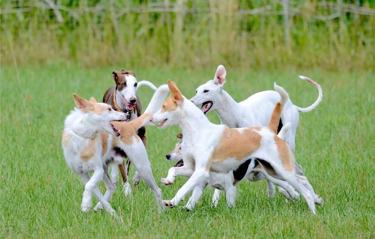 honden, spelende honden, huisdier