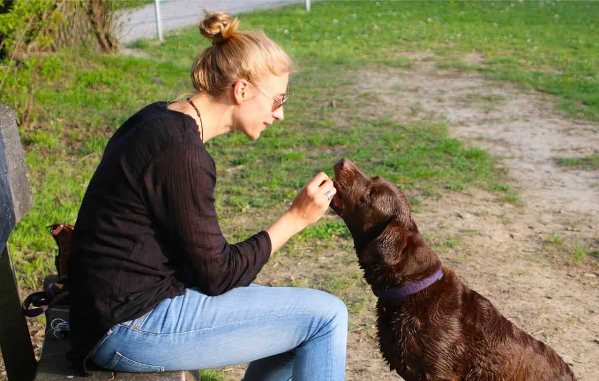 hond, honden, hond en mens, hond belonen