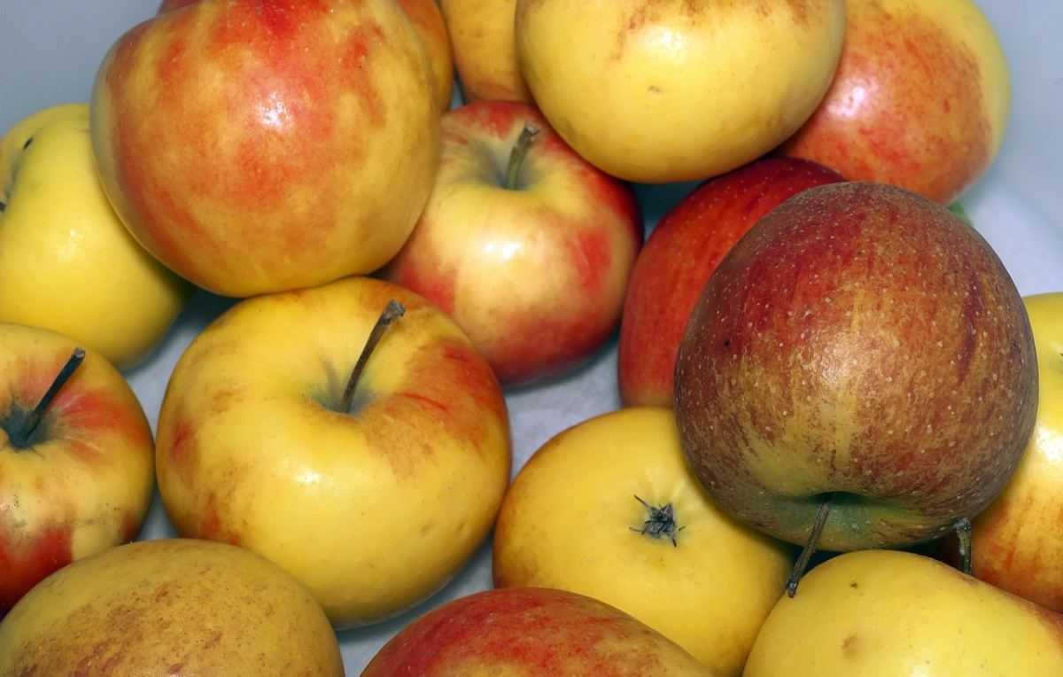 appel