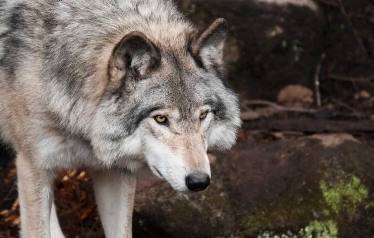 Wolf