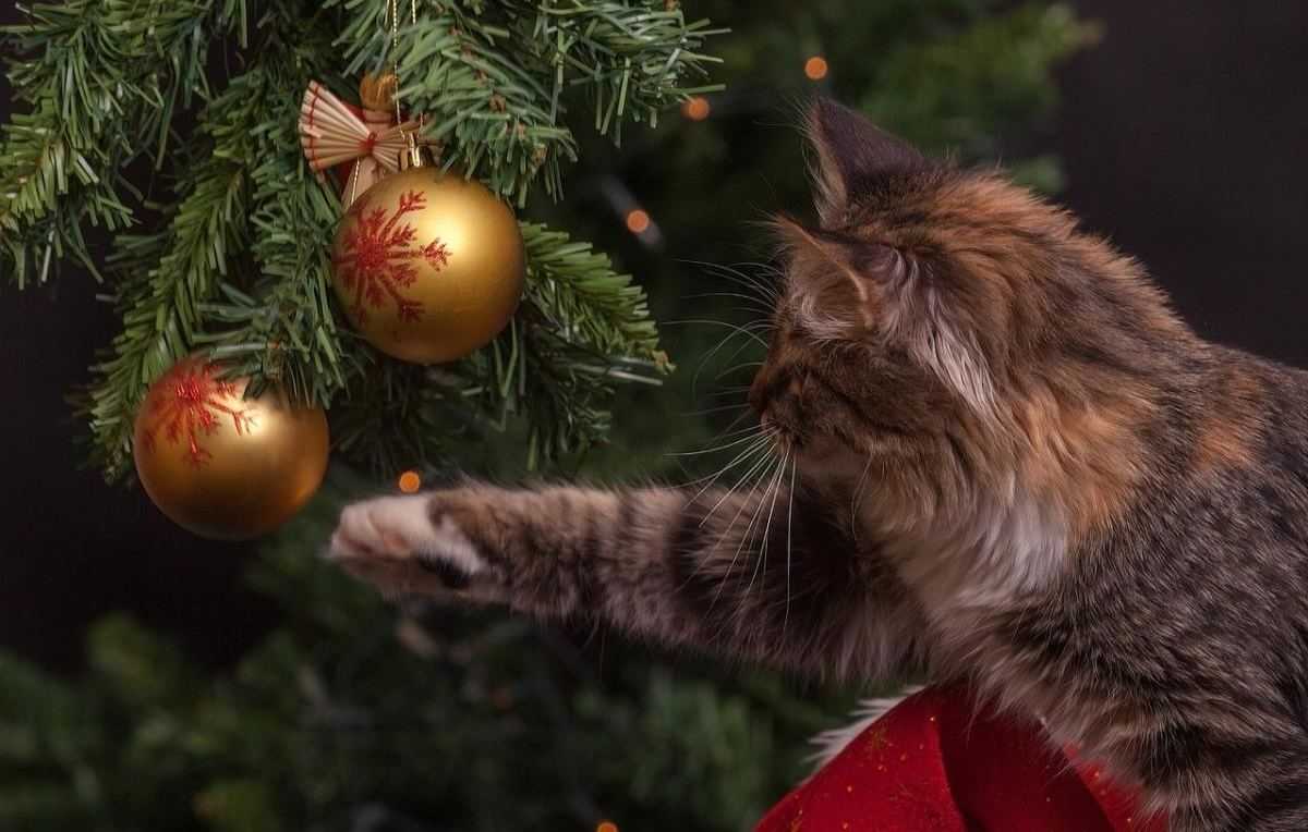 Kat - kerstboom