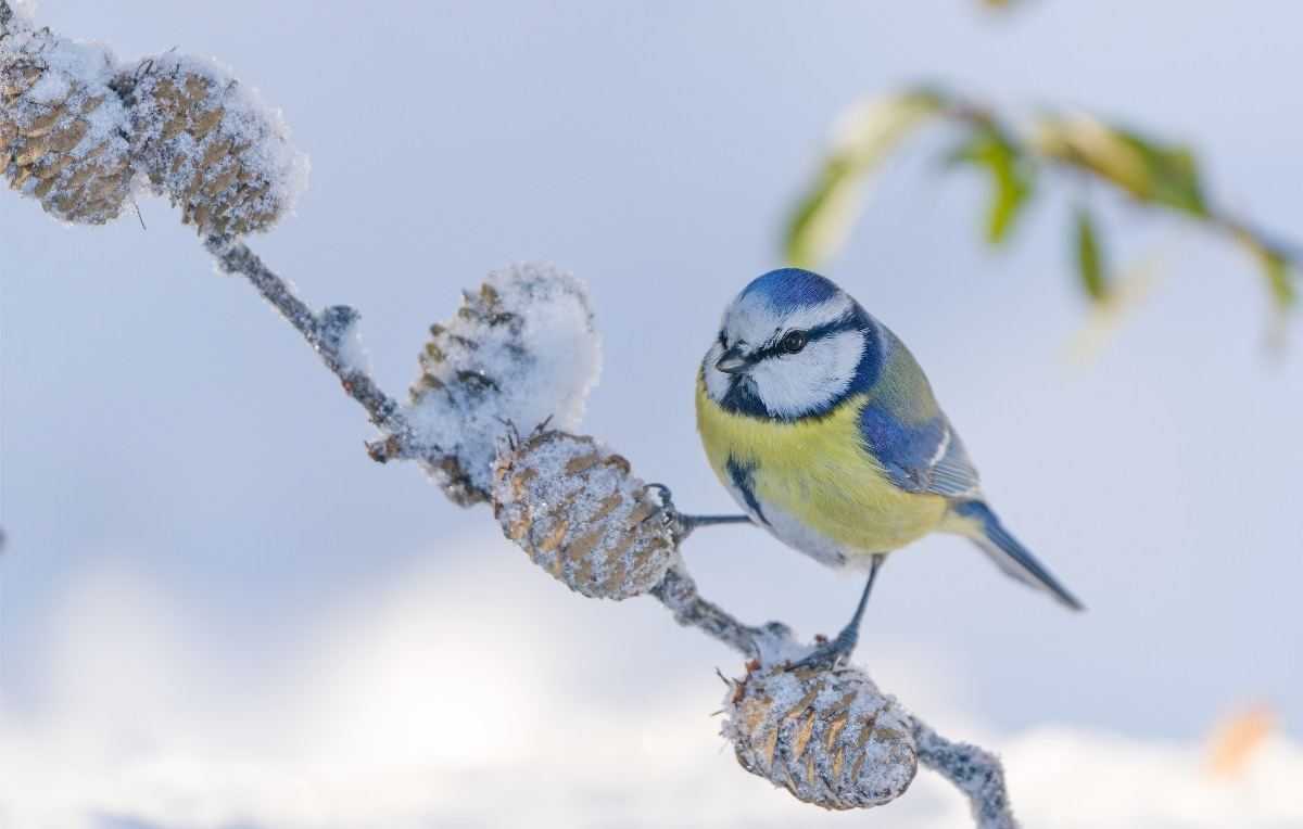 vogels winter