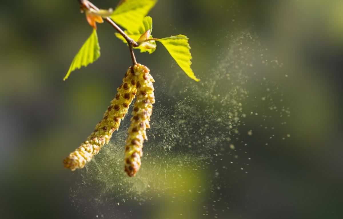 Pollen hazelaar, allergie