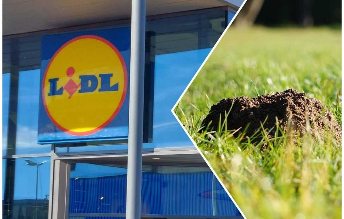 Lidl molshoop