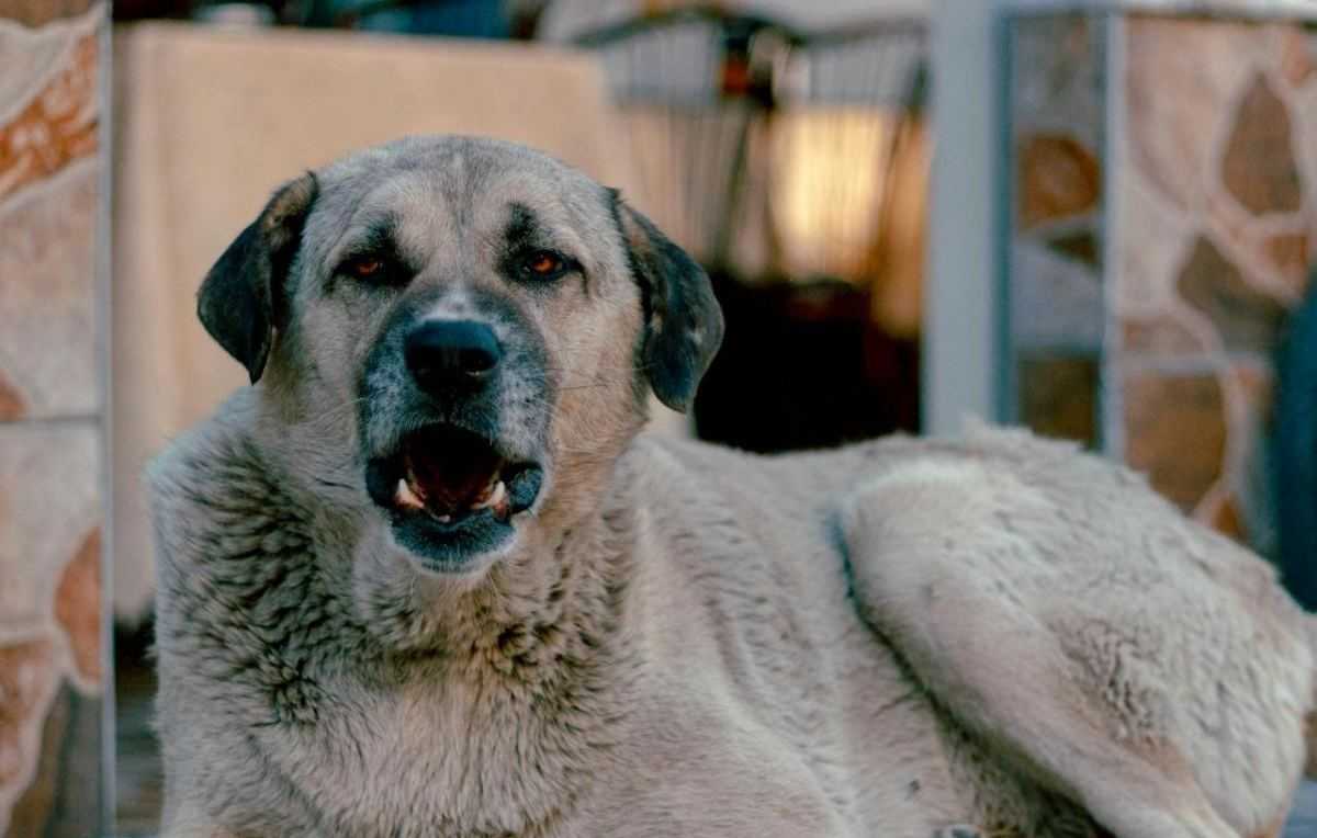 Anatolische herdershond