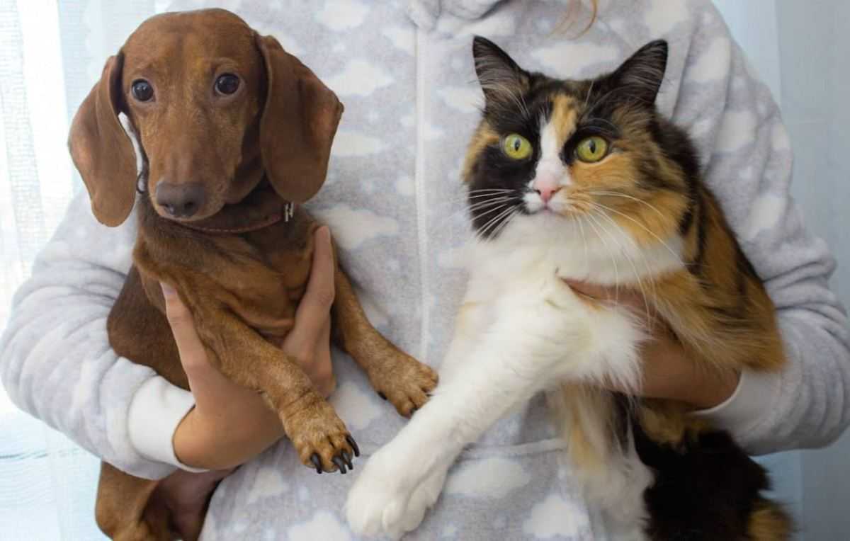 hond en kat