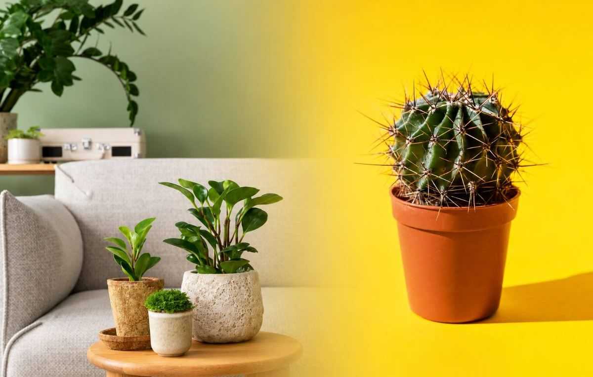 cactus - vetplant