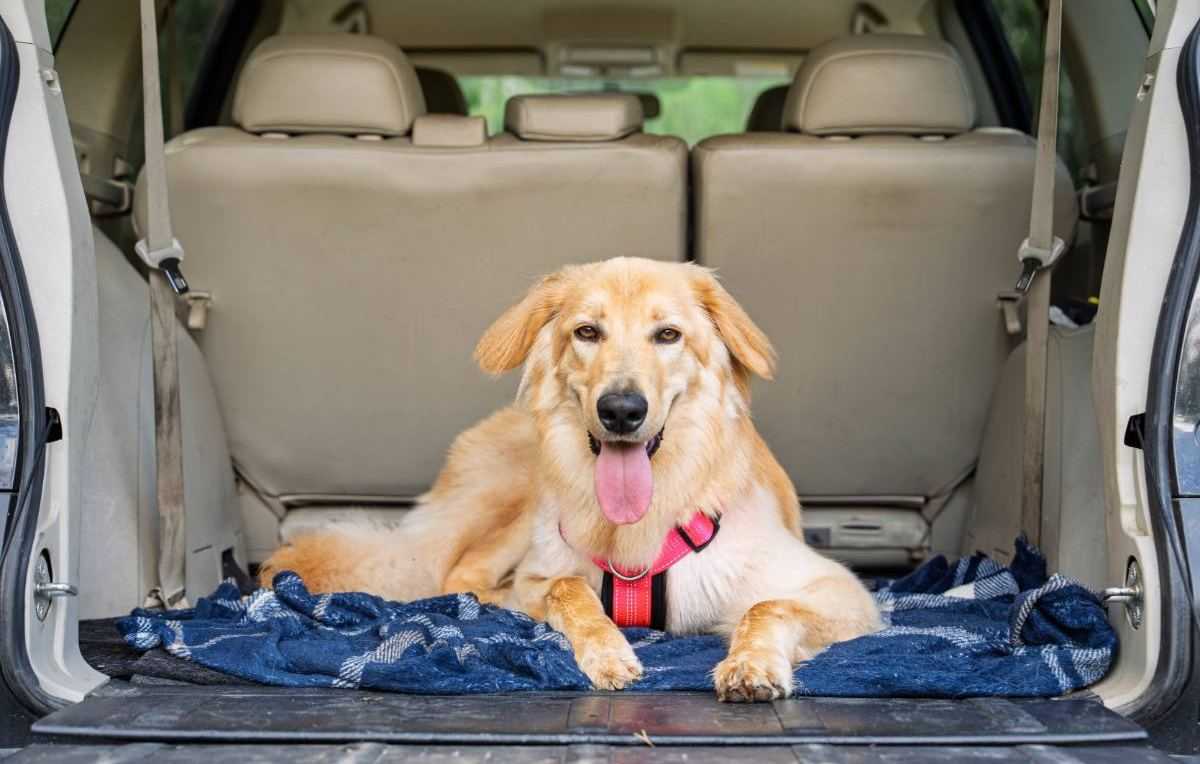 hond auto