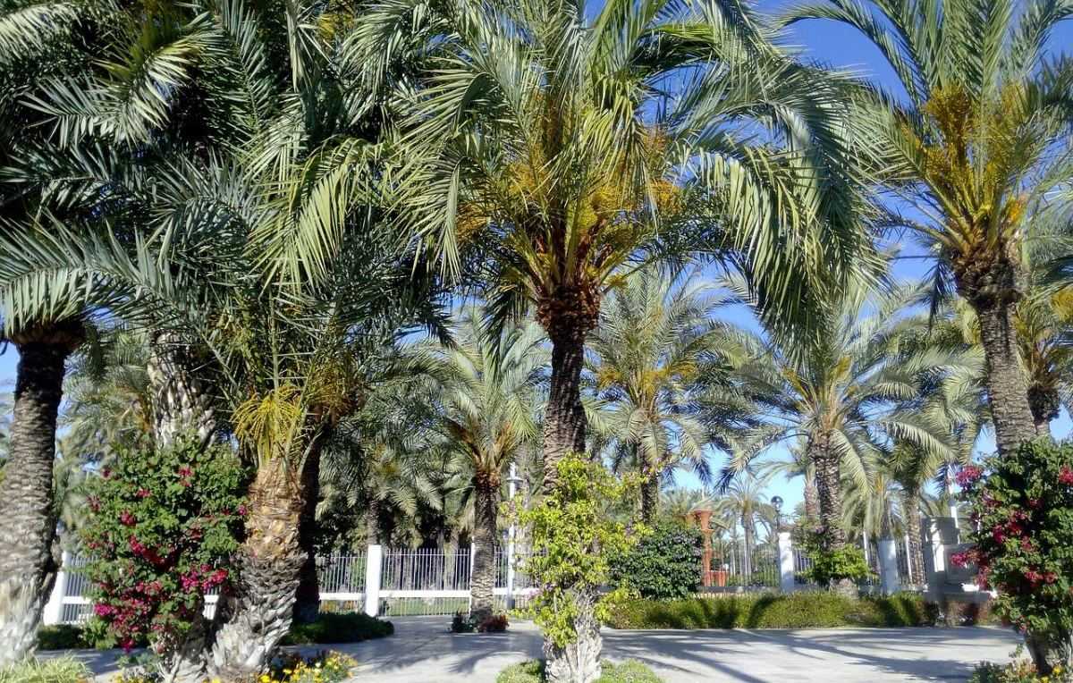 Elche, Spanje