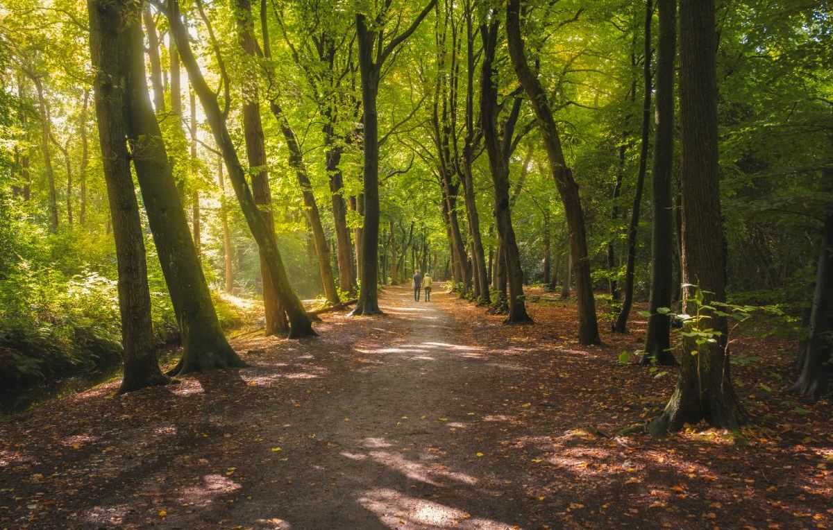 BosEeuwigelaan, Hart van Noord-Holland