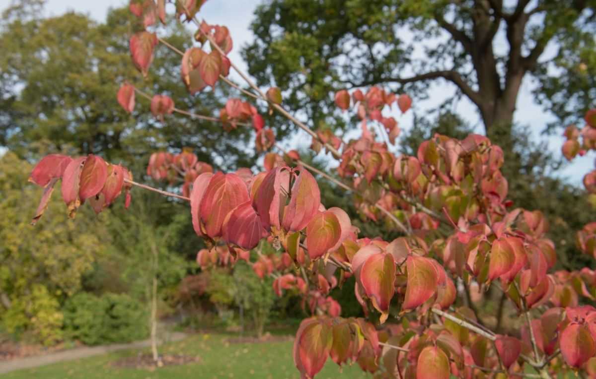 cornus kousa