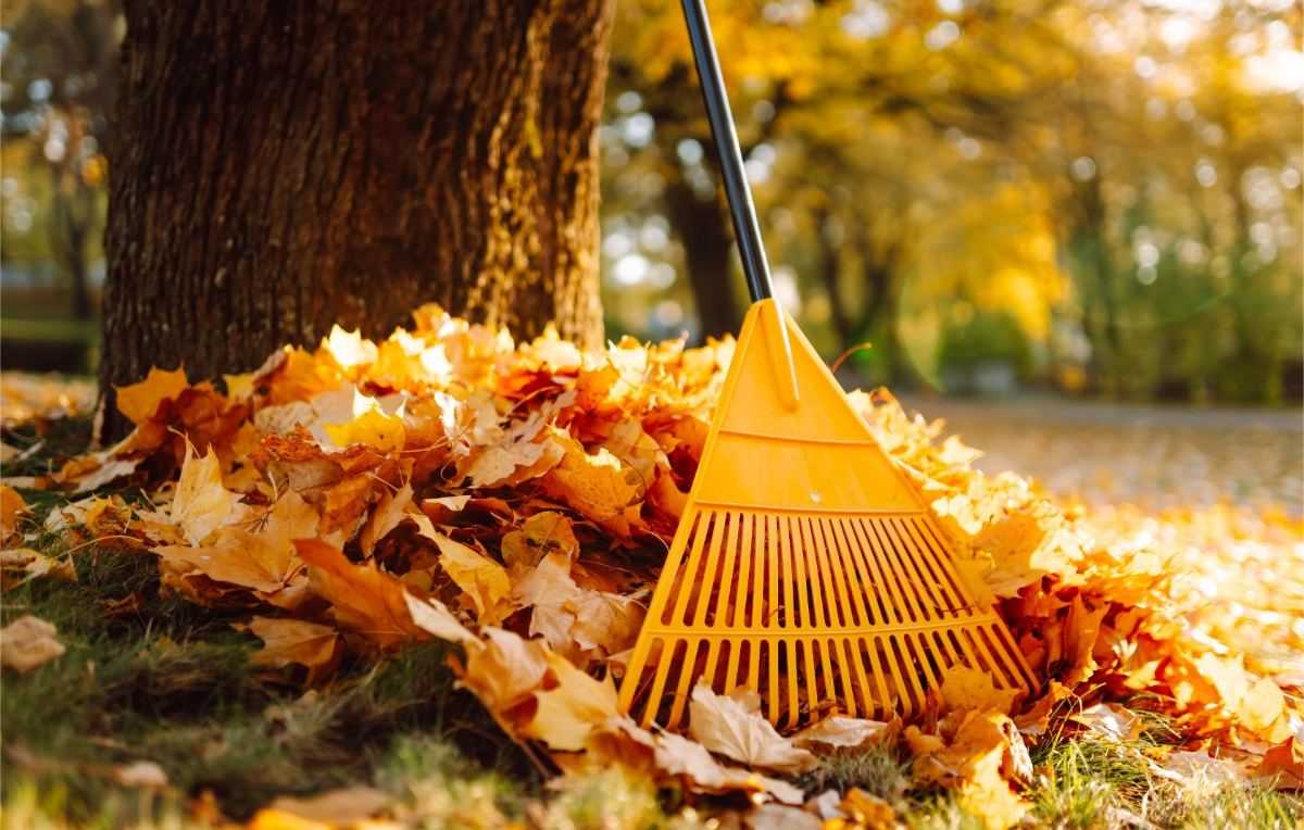 herfstbladeren