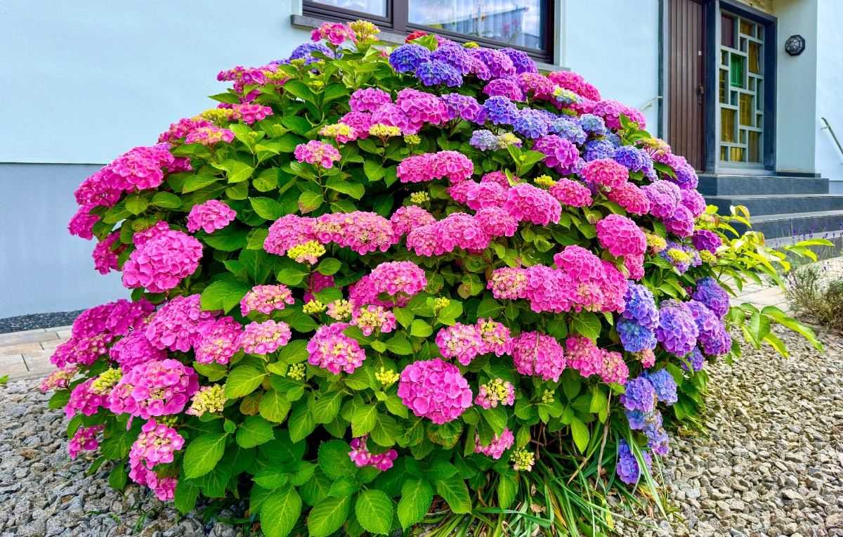 hortensia