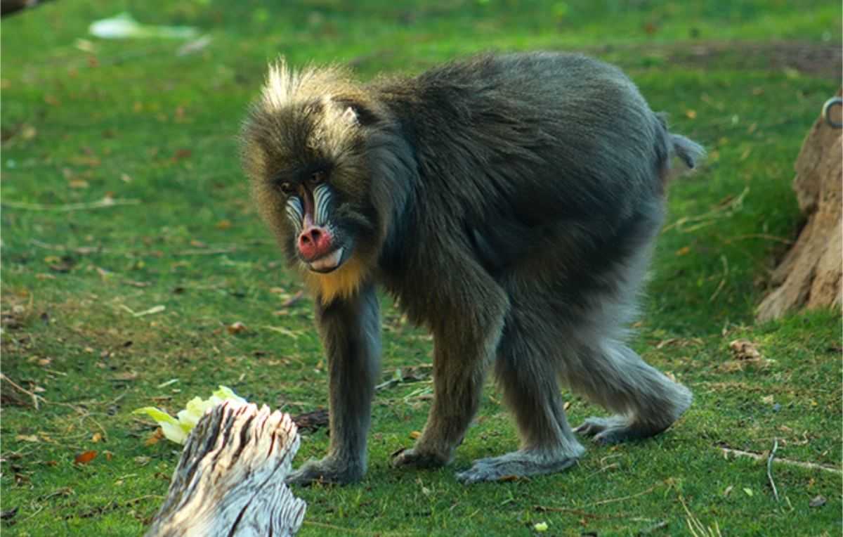 nikki mandrill