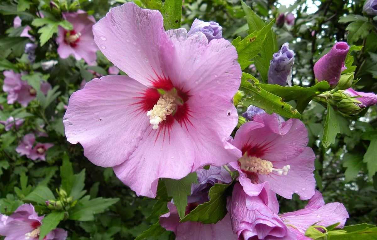 hibiscus