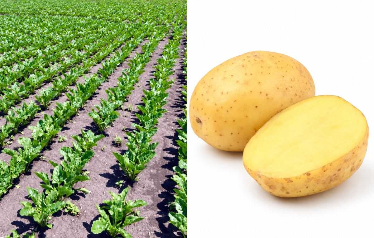 suikerbiet - aardappelen