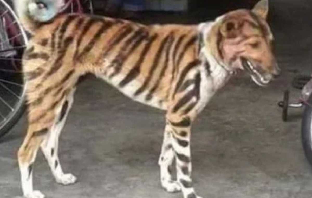 Man schildert zijn hond als een tijger... en daar heeft hij heel goede reden Redactie24