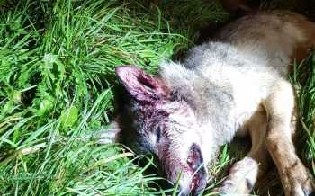 Wolf doodgereden Natuurcentrum Oudsbergen