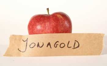 Jonagold - appel