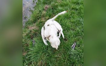 Zwanen mishandeling verminking Dierenambulance Noord-Drenthe