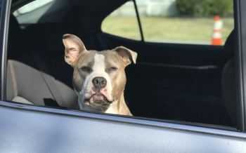 Staffordshire terriër - hond in auto - snikhete auto
