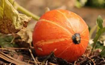 pompoen