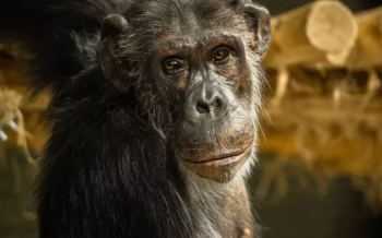 Kitoto Zoo Antwerpen