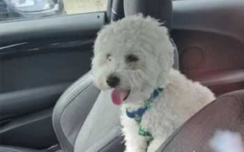 Hond in snikhete auto