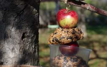 vogels voer, vogels voederen