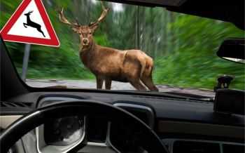 Overstekend wild