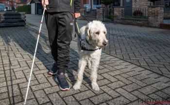 Blindengeleidehond