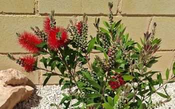 rode lampenpoetser, Callistemon