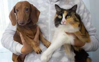 hond en kat
