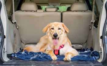 hond auto