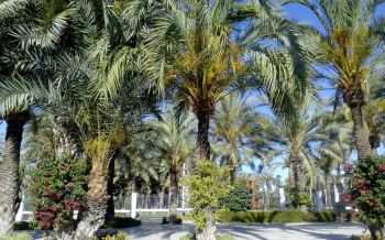Elche, Spanje