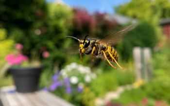 wesp tuin