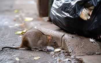 rat