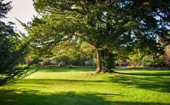 taxus baccata