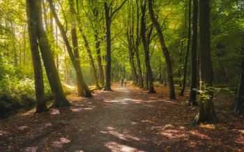 BosEeuwigelaan, Hart van Noord-Holland