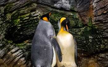 koningspinguin