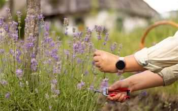 lavendel tuin