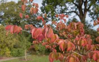 cornus kousa
