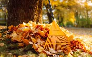 herfstbladeren