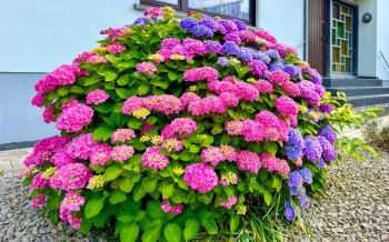 hortensia