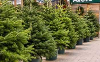 kerstbomen Aveve
