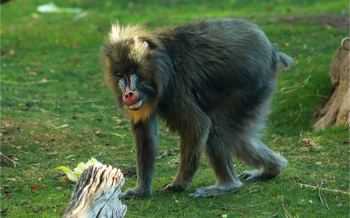 nikki mandrill