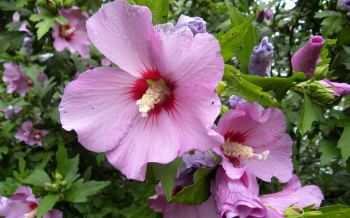 hibiscus