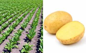 suikerbiet - aardappelen