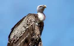 gier, vogel, show